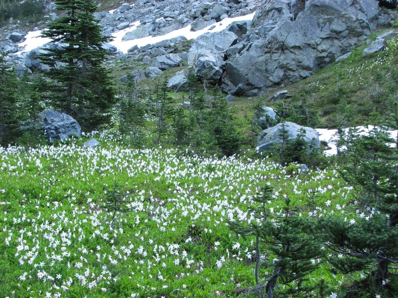 A field of Avalanche Lillies along the trail in Berkeley Park.