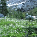 A field of Avalanche Lillies along the trail in Berkeley Park.
