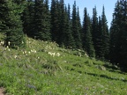 A meadow of Beargrass growing along the trail going up to Grand Park from Berkeley Park.