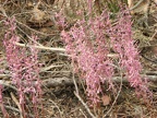The pink spikes of Merten's Coral Root (Latin name: Corallorhiza mertensiana) along the Northern Loop Trail.