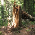 There was a lot of deadfall on the Northern Loop Trail. There are several places where storms broke off trees.
