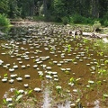 This pond with lillypads is just off the trail climbing up from Van Horn Falls to Lake James on the Northern Loop Trail.