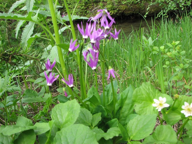 The purple and black flowers of the Tall Mountain Shooting Star (Latin name: Dodecatheon jeffreyie) blooming along Lake James on the Northern Loop Trail at Mt. Rainier National Park. 