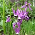 The purple and black flowers of the Tall Mountain Shooting Star (Latin name: Dodecatheon jeffreyie) blooming along Lake James on the Northern Loop Trail at Mt. Rainier National Park.