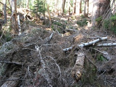Dozens of trees near the Lake James Ranger cabin were blown down in a tangled mess. The trail to the cabin was totally covered in tree trunks and branches.