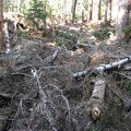 Dozens of trees near the Lake James Ranger cabin were blown down in a tangled mess. The trail to the cabin was totally covered in tree trunks and branches.