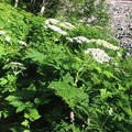 The white umbrella-like flowers of Cow Parsnip (Latin name: Heracleum lanatum) blooming along the trail between Ipsut Campground and the lower Carbon River crossing. This plant is easily identifed by its large rough leaves and tall, hollow stems. This pla