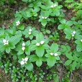 These small whtie flowers of Bunchberry or Canadian Dogwood (Latin name: Cornus Canadensis) are unique in that there are only two white bracts instead of four.