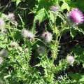 Unidentified thistle plant growing along the trail next to the Carbon River Glacier.