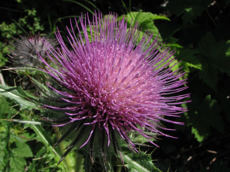 Unidentified thistle in bloom growing along the trail next to the Carbon River Glacier.