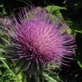 Unidentified thistle in bloom growing along the trail next to the Carbon River Glacier.