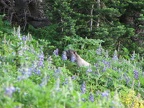 A marmot on a side trail munches on Lupine blooms above Moraine Park.