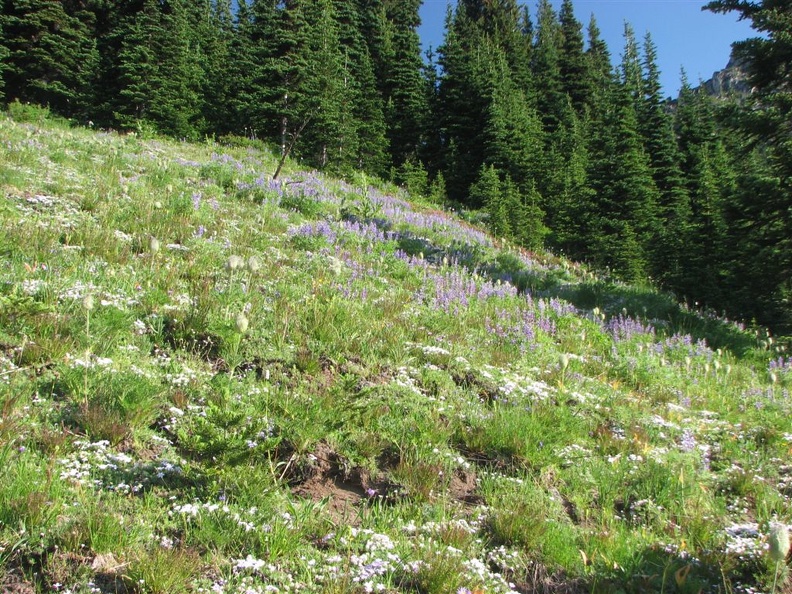 A field of flowers along the Wonderland Trail. The trail and hillsides were strewn with flowers in mid-July.