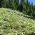A field of flowers along the Wonderland Trail. The trail and hillsides were strewn with flowers in mid-July.