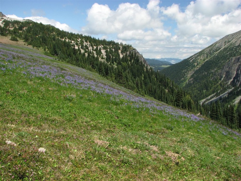 Dropping down from Skyscraper Mountain heading towards Frozen Lake is this field of lupines. This is looking down towards Berkeley Park.