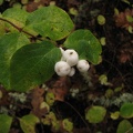 Snowberry (Latin Name: Symphoricarpos albus) along the trail at the Ridgefield National Wildlife Refuge.