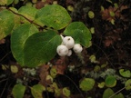 Snowberry (Latin Name: Symphoricarpos albus) along the trail at the Ridgefield National Wildlife Refuge.