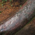 Western Red Cedar (Latin name: Thuja plicata) showing the red hue of the bark of a tree that has had the bark continually rubbed by people walking on it. This is in a small Cedar grove along the trail at the Ridgefield National Wildlife Refuge.