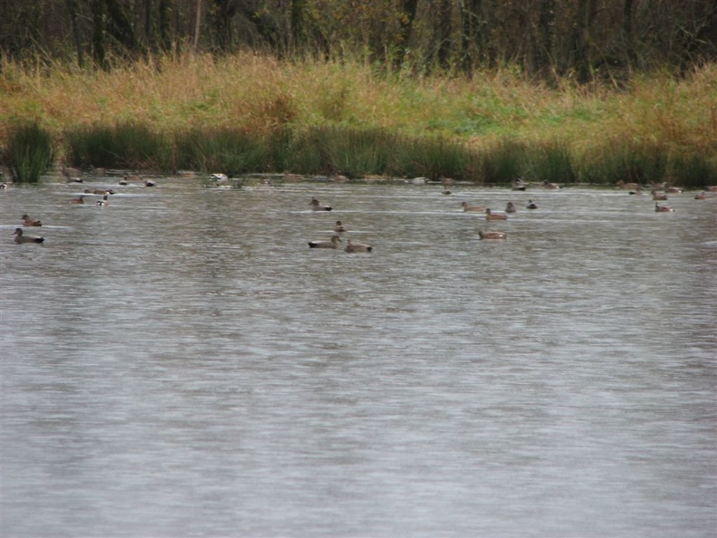 Mallards and other ducks evading nearby hunters. Hunting is allowed next to the Ridgefield National Wildlife Refuge.