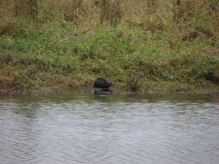 Nutria coming out of the water at the Ridgefield National Wildlife Refuge.