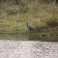 A Great Blue Heron looking for food at the Ridgefield National Wildlife Refuge.