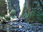 Oneonta Gorge