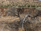 Vegetation does not get much moisture in the canyon. This dead sage bush attests to the harsh conditions near the river.