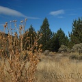 Junipers, Sagebrush, thistles, and grasses dominate the landscape along the Otter Bench Trail.
