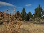 Junipers, Sagebrush, thistles, and grasses dominate the landscape along the Otter Bench Trail.