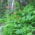 Red and yellow Columbine flowers (Latin Name: Aquilegia formosa) blooming along the Owyhigh Trail in Mt. Rainier National Park.