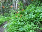 Red and yellow Columbine flowers (Latin Name: Aquilegia formosa) blooming along the Owyhigh Trail in Mt. Rainier National Park.