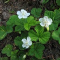 I think this is a dwarf bramble blooming along the Owyhigh Trail.