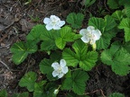 I think this is a dwarf bramble blooming along the Owyhigh Trail.