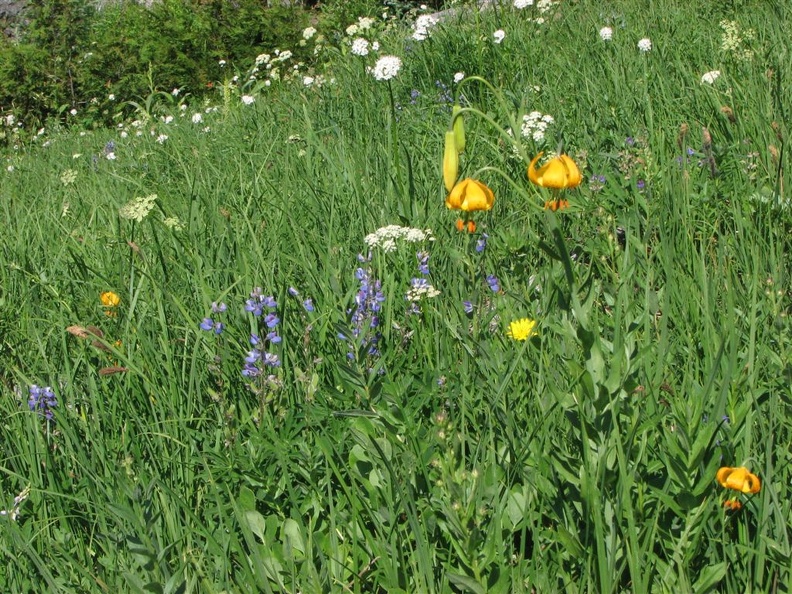 Orange Tiger Lillies, Blue Lupines, and white flowers of Sitka Valerium blanket the hillsides along the Owyhigh Trail.