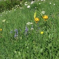 Orange Tiger Lillies, Blue Lupines, and white flowers of Sitka Valerium blanket the hillsides along the Owyhigh Trail.