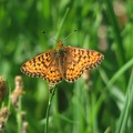 A butterfly takes a break from feeding on flowers along the Owyhigh Trail in Mt. Rainier National Park.