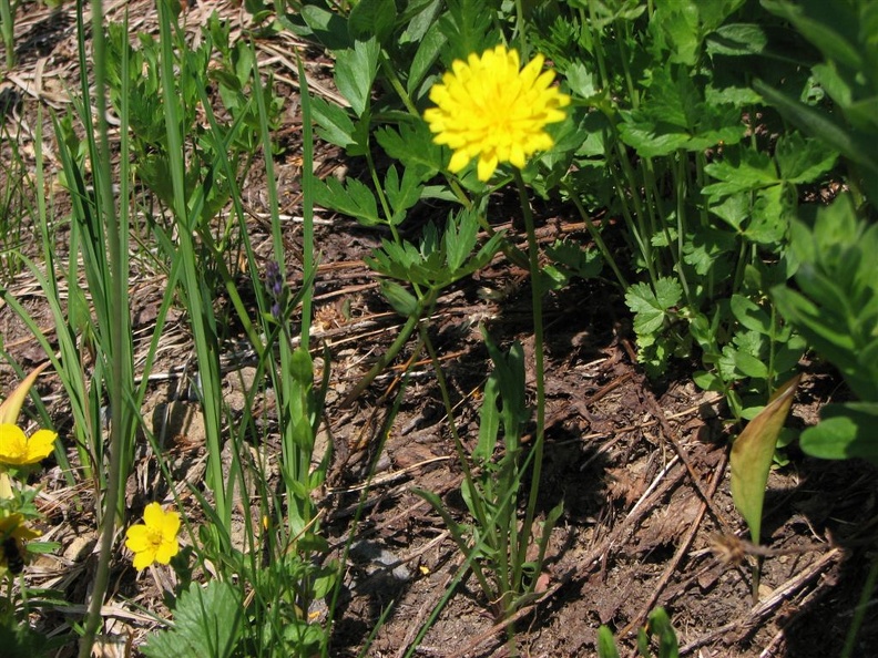 Mountain Dandelion (Latin name: Agoseris glauca) looks a little like a common dandelion, but the mountain dandelion isn't related to the common dandelion.