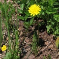 Mountain Dandelion (Latin name: Agoseris glauca) looks a little like a common dandelion, but the mountain dandelion isn't related to the common dandelion.