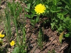 Mountain Dandelion (Latin name: Agoseris glauca) looks a little like a common dandelion, but the mountain dandelion isn't related to the common dandelion.