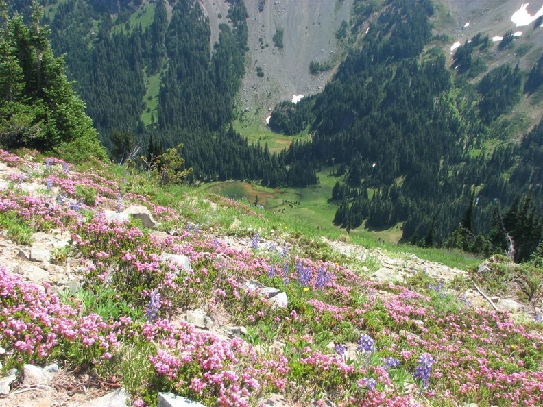 Heathers and Lupines in bloom on the western slope of Tamanos Mountain.