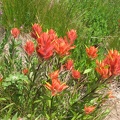 Indian Paintbrush or Harsh Paintbrush (Latin name: Castilleja hispida) blooming on the Owyhigh Trail.