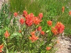 Indian Paintbrush or Harsh Paintbrush (Latin name: Castilleja hispida) blooming on the Owyhigh Trail.