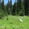 A meadow of flowers blooming near the Owyhigh Lakes in Mt. Rainier National Park.