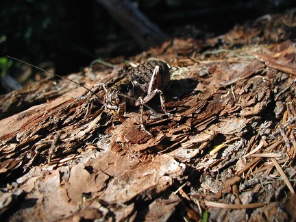 We found this bark beetle crawling on the log and prodded it into the the light for a better picture. This bug crawled pretty slow so it must be a very nasty tasting bug.