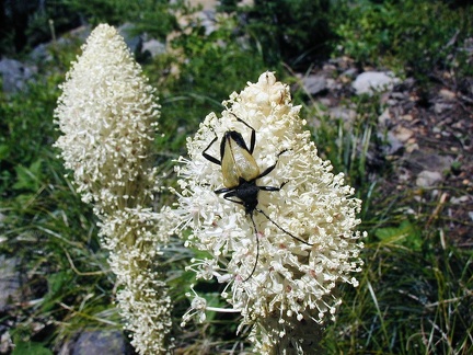 An interesting beetle crawling on beargrass along the trail.