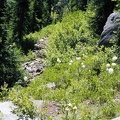 One of the less maintained sections of the trail near Olallie Lake on the PCT.