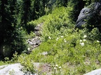 One of the less maintained sections of the trail near Olallie Lake on the PCT.