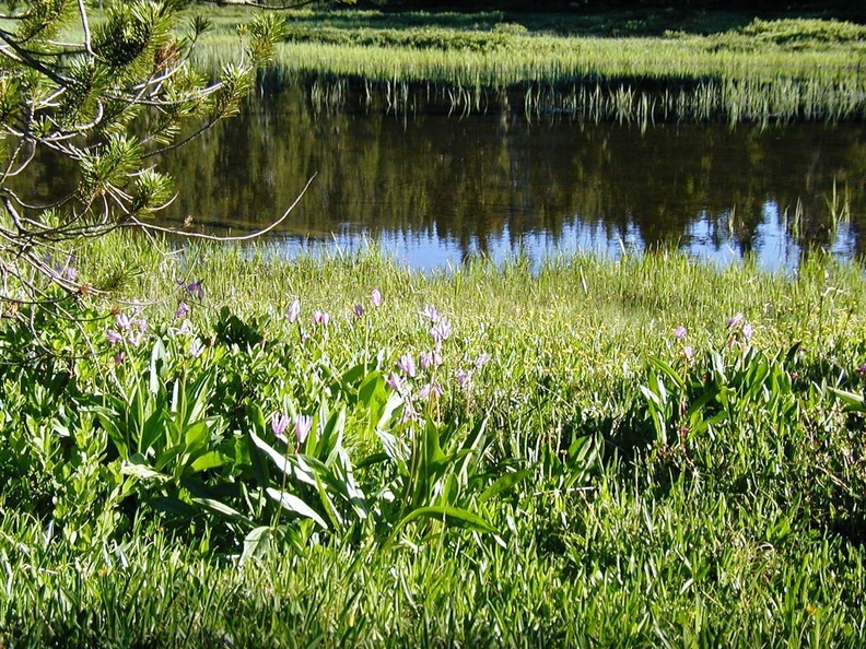 The wildflowers along the trail were beautiful.