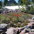 Indian Paintbrush blooms near the snow along the trail.