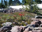 Indian Paintbrush blooms near the snow along the trail.